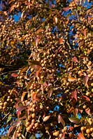 Pyrus pashia with fruits in November