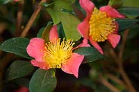 Camellia x vernalis 'Yuletide'