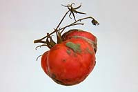 Decay on tomato - green background