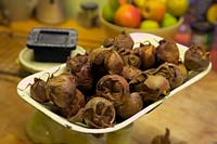 Making Medlar Jelly - weighing fruit on an old fashioned scale - Mespilus germanica 'Nottingham'  - F -  AGM
