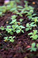 Overwintered Meconopsis napaulensis seedlings sown in September and shown in February