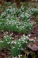 Snowdrops - Galanthus 'Atkinsii' AGM underplanted among shrubs