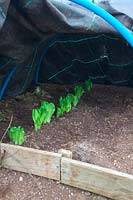 Forcing Chicory - Witloof- Chichons in early March after growing in dark - gown in ground and covered with mypex ground cover
