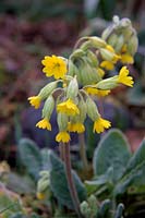 Primula veris - Cowlsip with morning frost in spring