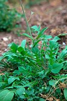 Common garden weeds - Capsella bursa-pastoris - Shepherd's Purse