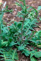 Common garden weeds - Capsella bursa-pastoris - Shepherd's Purse