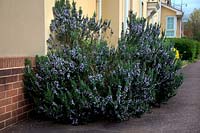 Rosmarinus officinalis will thrive on a sunny sheltered site surrounded by walls and paving