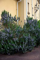 Rosmarinus officinalis will thrive on a sunny sheltered site surrounded by walls and paving