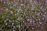 Cymbalaria muralis - Ivy leaved Toadflax growing on a pavement