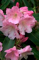 The huge and fragrant flowers of Rhododendron  - Loderi Group -  'Loderi King George' AGM