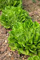 Lactuca sativa 'Salanova Descartes' Winter Lettuce