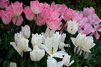 Tulipa 'White Marvel'  - 3 -  Tulipa Hatsuzakura and Tulipa 'Synaeda Amor'  - 3 - 