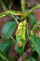Peach Leaf curl - Taphrina deformans on Prunus persica var. nectarina 'Madame Blanchet'  - F - 