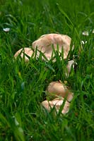 St Georges Mushroom in grass in early May - Tricholoma gambosum