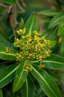 Euphorbia x pasteurii flower