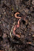 Mating Tiger earthworms - Eisenia fetida in rotting compost from kitchen waste