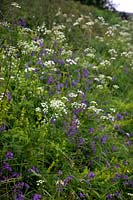 Cruciata laevipes - Crosswort with Bluebells - Hyacinthoides non-scripta and Anthriscus sylvestris - Cow Parsley