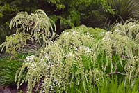 Wisteria floribunda 'Alba' AGM cloud pruned