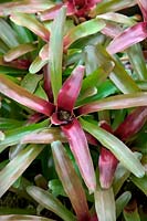 Neoregelia 'Fireball'