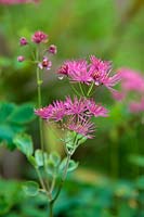 Thalictrum aquilegiifolium 'Thundercloud' AGM