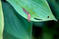 Slug on Hosta leaf