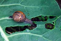 Snail on Brassica - Cauliflower leaf