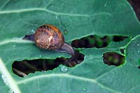 Snail on Brassica - Cauliflower leaf