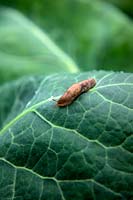 Slug on Brassica - Cauliflower leaf