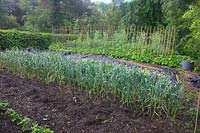 The productive vegatble garden at Holbrook in early June with Runner beans, an almost mature crop of garlic, Perpetual spinach and Parsnips, mulch over which winter squash plants will sooon sprawl.