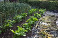 An almost mature crop of garlic, Perpetual spinach and Parsnips, mulch over which winter squash plants will sooon sprawl and a drying crop of early Garlic