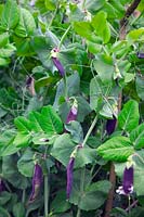 Pisum - Pea Shiraz' is the first modern purple-podded mangetout pea.