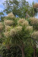 Cordyline australis AGM - in flower in Falmouth, Cornwall, UK local name Dracaena - though incorrect
