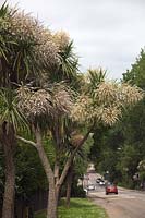 Cordyline australis AGM - in flower in Dracaena Avenue, Falmouth, Cornwall, UK local name Dracaena - though incorrect
