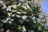 Populus canadensis 'Aurea' x x  - x jackii 'Aurora' -  new growth