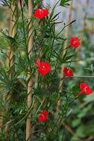 Cardinal Climber - Ipomoea sloteri