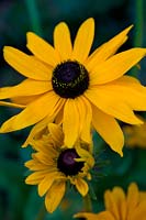 Rudbeckia hirta 'Marmalade'