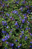 Ceratostigma willmottianum FOREST BLUE 'Lice' AGM