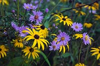 Rudbeckia fulgida var. deamii AGM with Aster laevis 'Calliope' in September