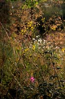 Helianthus microcephalus and Stipa gigantea in late September