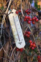 Thermometer - zero degrees with Black Bryony - Tamus communis