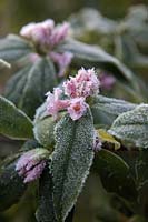 Daphne bholua 'Jacqueline Postill' AGM flowers with hoar frost late December