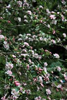 the attractive apple blossom of Malus domestica 'Ashmead's Kernel'  - D -  AGM