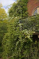 Rosa banksiae var. normalis  - Ra -  clambering over a house balcony