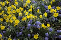 Yellow Helianthemum with blue Ceonothus