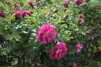 Rosa WILD EDRIC 'Aushedge'  - PBR -   - Ru -  AGM Shrub rose