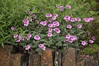 Erodium 'Fran's Delight' growing on top of a wall