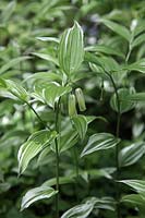 Disporum sessile 'Variegatum'  - v - 