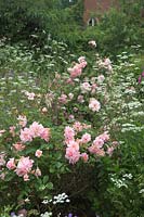 Rosa 'Felicia'  - HM -  AGM with Chaerophyllum temulum Holbrook Garden, Devon, UK