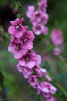 Verbascum  - Cotswold Group -  'Pink Domino' AGM