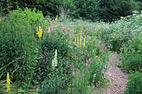 Chaerophyllum temulum with Diascia personata and Verbascum chaixii in Holbrook Garden, Devon, UK